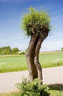 Tree next to a road. Photo.