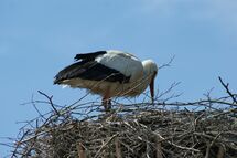 Bird in a nest. Photo.